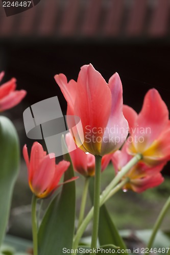 Image of tulips