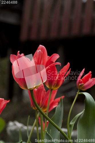 Image of tulips