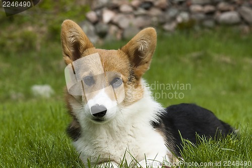 Image of puppy on lawn