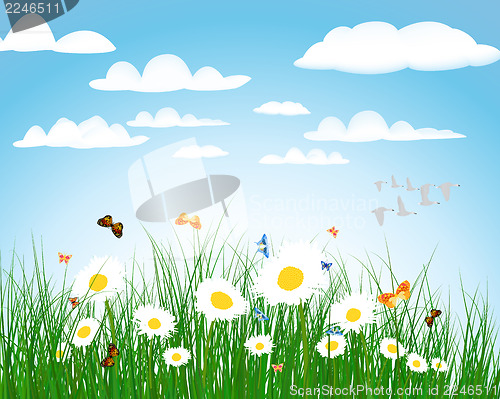 Image of Summer meadow