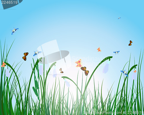 Image of Summer meadow