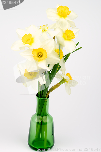 Image of Daffodils Bunch