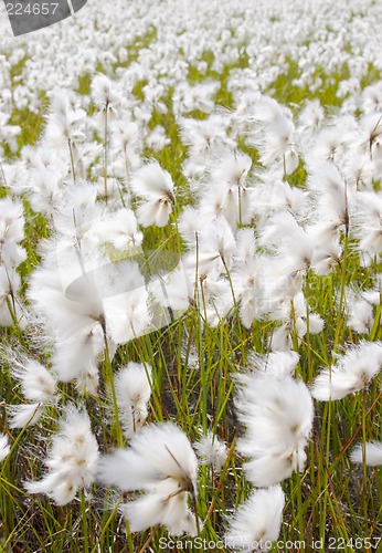 Image of Cotton grass