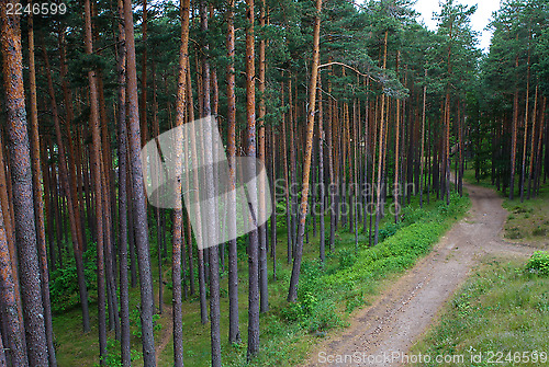 Image of Walking trail through pine forest in Latvia