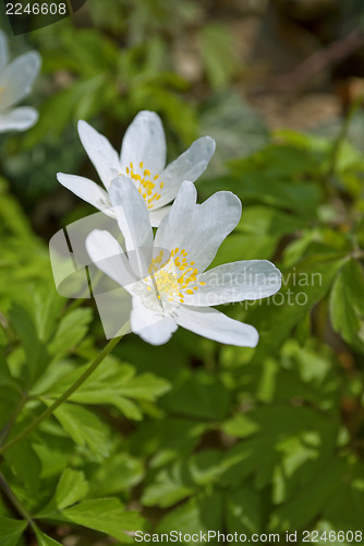 Image of Wood Anemone