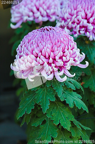 Image of Chrysanthemum 