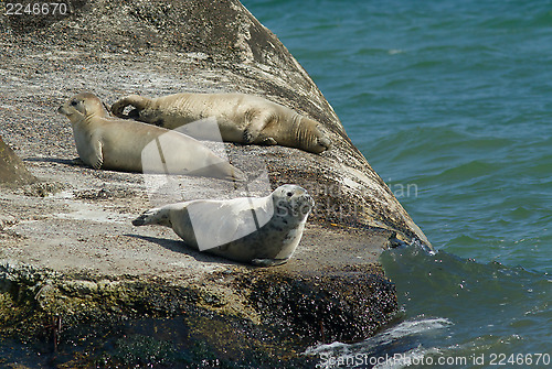 Image of Seal