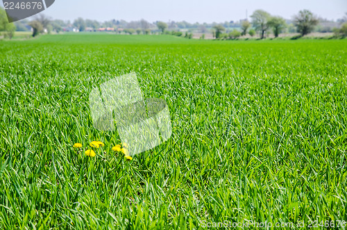 Image of Yellow weed in farmers field