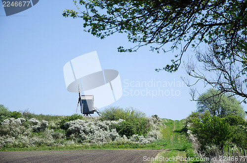 Image of Blossom blackthorn by an old windmill