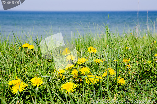 Image of Dandelions at coast