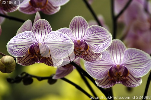 Image of Pink Orchids