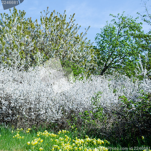 Image of Springtime blossom