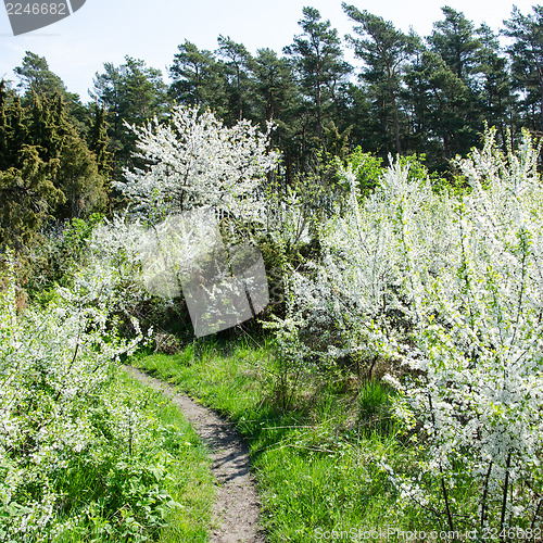 Image of Blossom at trail