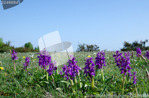 Image of Purple flowers at blue sky