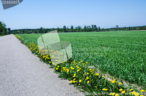 Image of Dandelions at road side