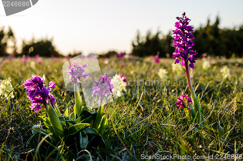 Image of Orchid meadow