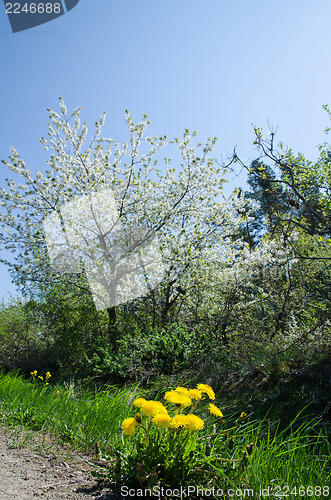 Image of Springtime colours