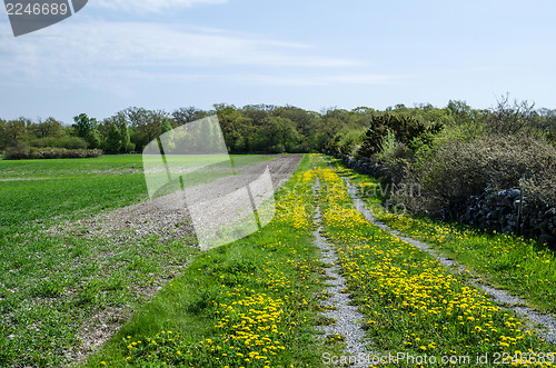 Image of Dandelions at dirt road