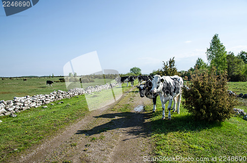 Image of Cattle on the road