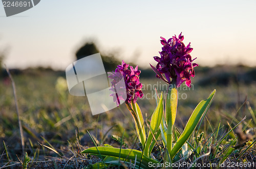 Image of Purple orchids