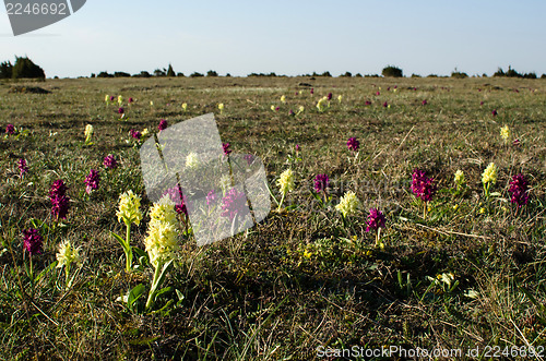 Image of Orchids field