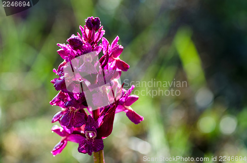 Image of Dew drops on purple flower