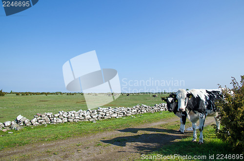 Image of Cattle watches