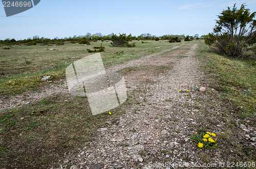 Image of Dirt road with dandelions