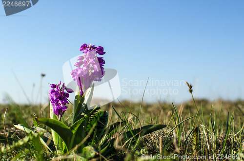 Image of Nordic orchids