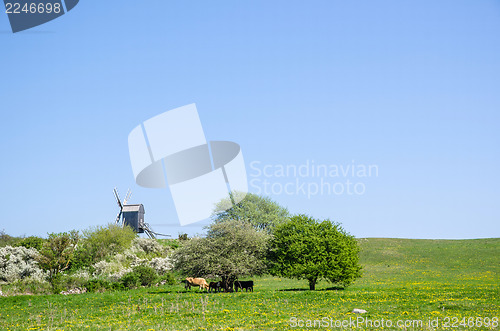 Image of Windmill and grazing cattle