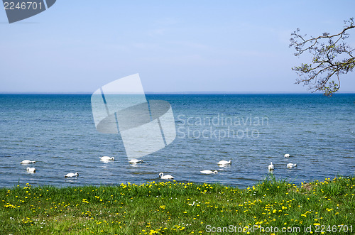 Image of Mute swans by coast