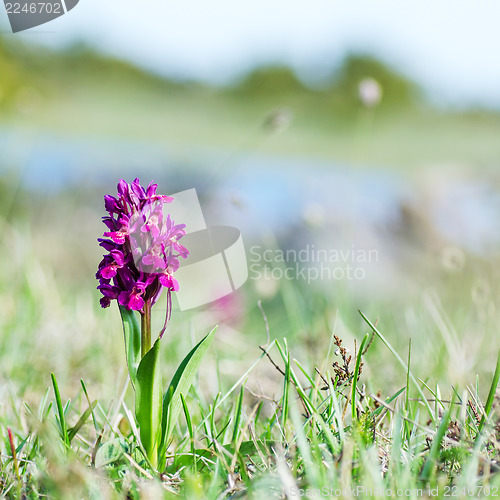 Image of Orchit at soft nature background