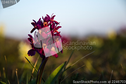 Image of Orchid Portrait