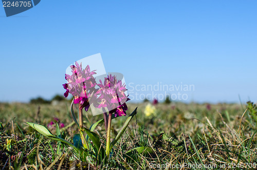 Image of Springtime flowers