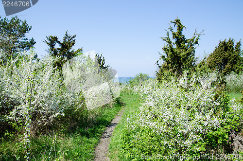 Image of Blossom at path to the sea