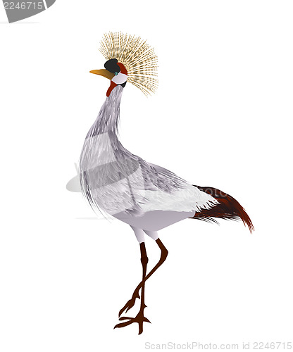 Image of Crowned crane