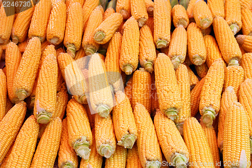 Image of ripe corn - food background