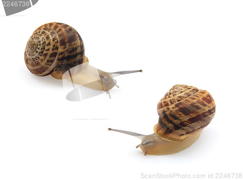 Image of two snails isolated