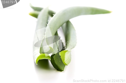 Image of Aloe vera - herbal medicine 