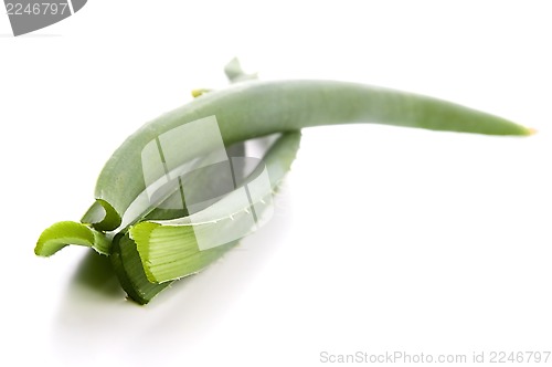 Image of Aloe vera - herbal medicine 