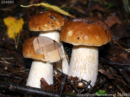 Image of mushroom brothers