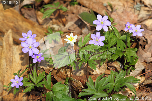 Image of Anemone