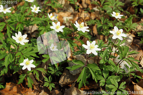 Image of Anemones