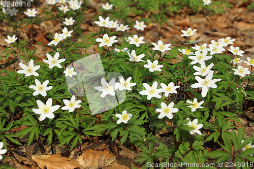 Image of Anemones