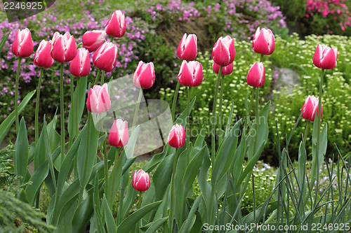 Image of Pink and white tulips
