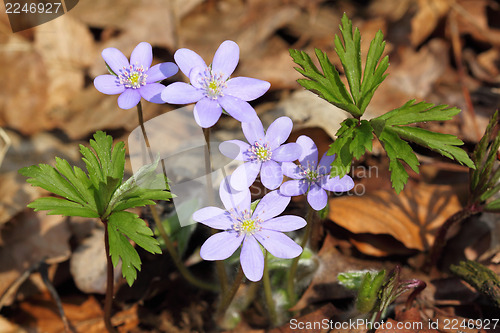 Image of Anemone hepatica