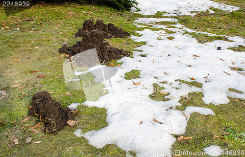 Image of mole molehill between snow meadow grass spring 