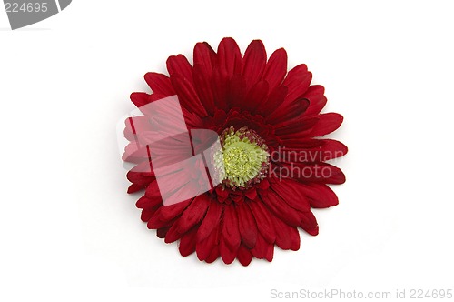 Image of Artifical red flower