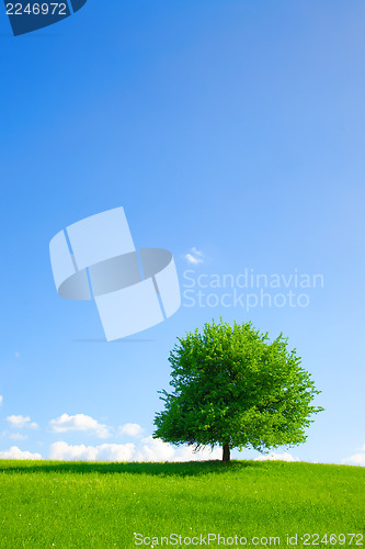 Image of Tree