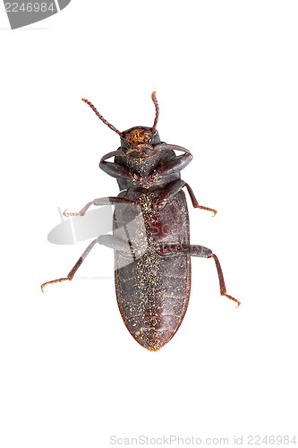 Image of Bug